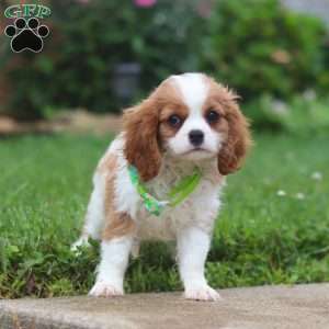 Nico, Cavalier King Charles Spaniel Puppy